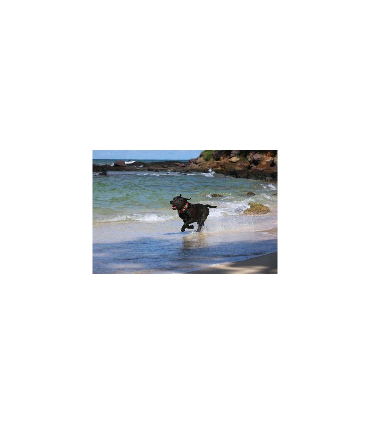 Hunter Collare Maui Vario Plus Taglia Extra Large Rosso 2 Hunter Collare Maui Vario Plus Taglia Extra Large Rosso - immagine 2